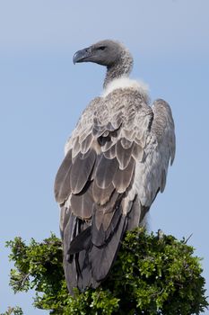 White-backed vulture in Masai Mara National Park