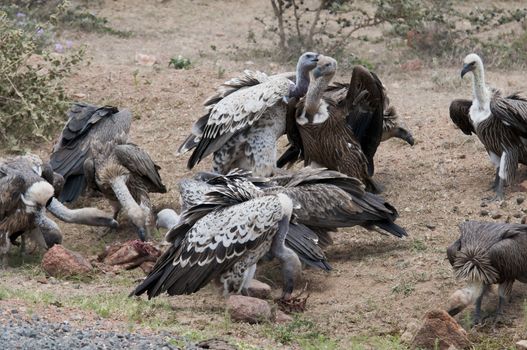 White-backed vulture in Masai Mara National Park