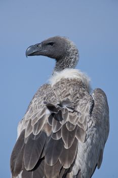 White-backed vulture in Masai Mara National Park