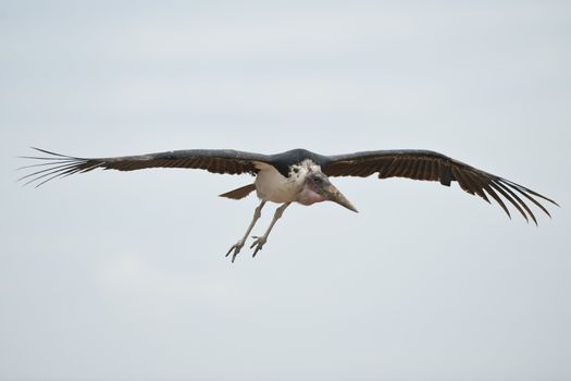 Marabou stork in Masai Mara National Park of Kenya