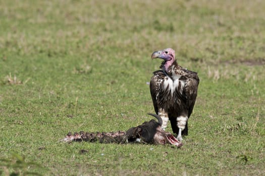 Lappet-faced vulture in Masai Mara National Park of Kenya