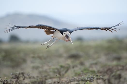 Marabou stork in Masai Mara National Park of Kenya