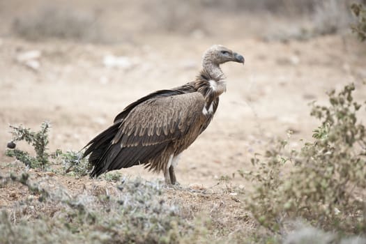 White-backed vulture in Masai Mara National Park