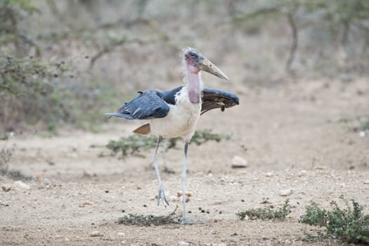 Marabou stork in Masai Mara National Park of Kenya