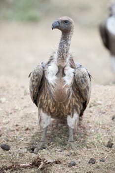 White-backed vulture in Masai Mara National Park