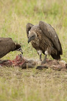 White-backed vulture in Masai Mara National Park