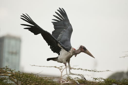 Marabou stork in Nairobi on a tree