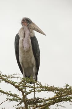 Marabou stork in Nairobi, Kenya