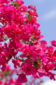 beautiful pink magenta bougainvillea flowers and blue sky in summer outdoor