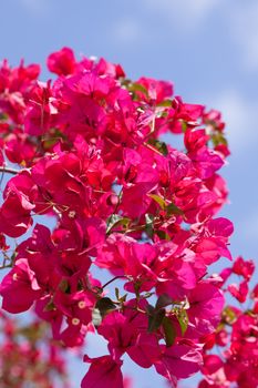 beautiful pink magenta bougainvillea flowers and blue sky in summer outdoor
