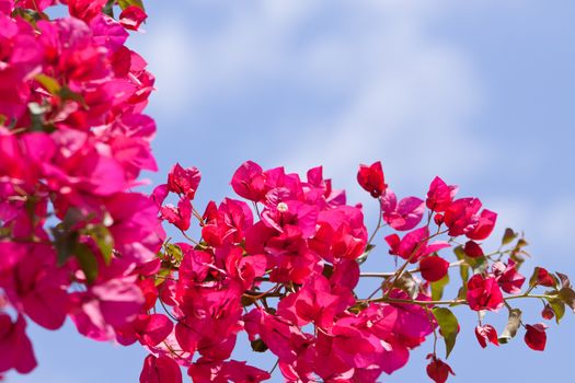 beautiful pink magenta bougainvillea flowers and blue sky in summer outdoor