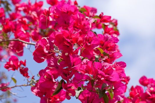 beautiful pink magenta bougainvillea flowers and blue sky in summer outdoor
