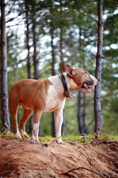 Bull terrier on walk in the wood. English bull terrier. Thoroughbred dog. Canine friend. Red dog. Bull terrier on winter walk. Dog in park. Dog on walk.