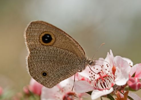 Australian Dingy Ring or Dusky Knight Ypthima arctous butterfly on native wildflower leptospernum pink cascade flowers