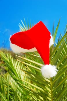 Christmas hat on palm tree - holiday concept