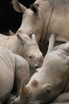 A shot of rhinos in captivity