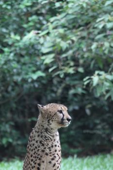 A shot of a wild cheetah in captivity