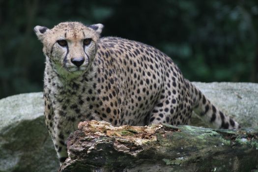 A shot of a wild cheetah in captivity