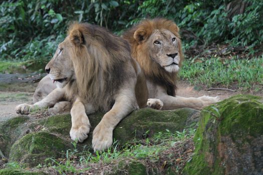 A shot of wild lions in captivity