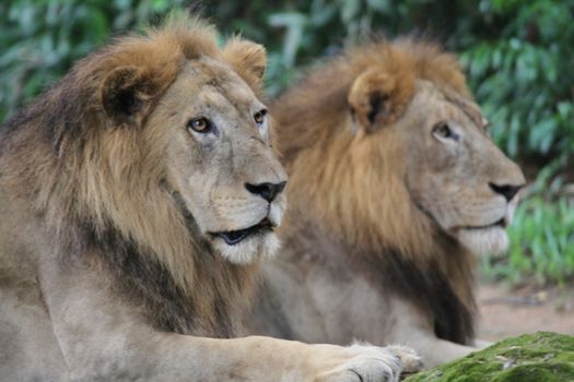 A shot of wild lions in captivity