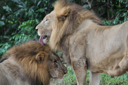 A shot of wild lions in captivity