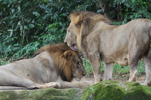 A shot of wild lions in captivity