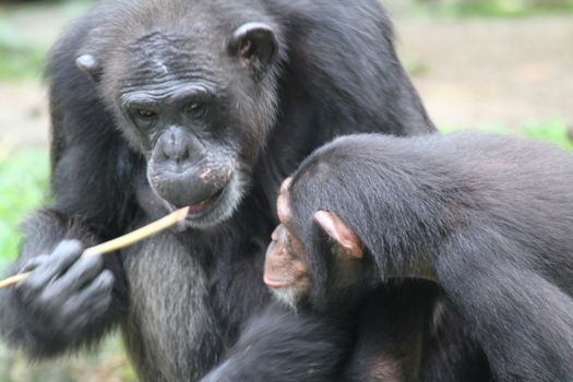 A wildlife shot of chimpanzees in captivity