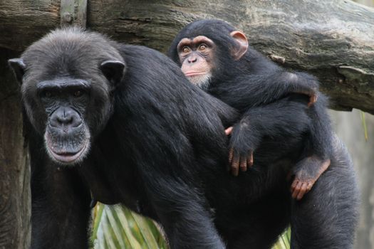 A wildlife shot of chimpanzees in captivity