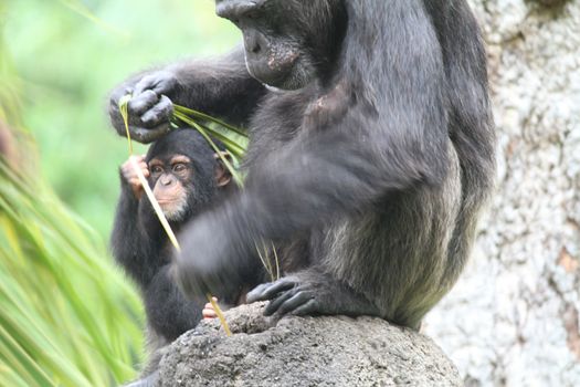 A wildlife shot of chimpanzees in captivity