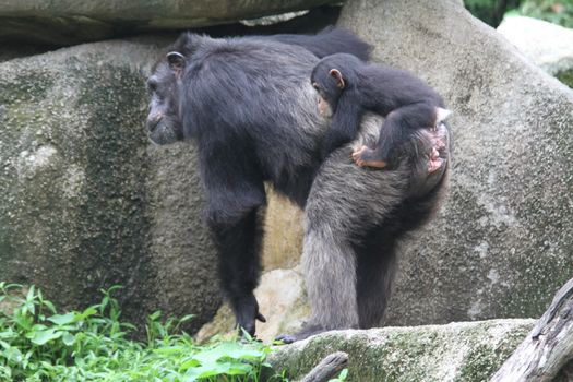 A wildlife shot of chimpanzees in captivity