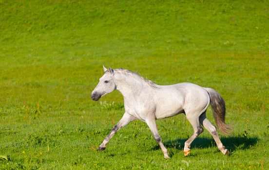 Gray Arab horse gallops on a green meadow