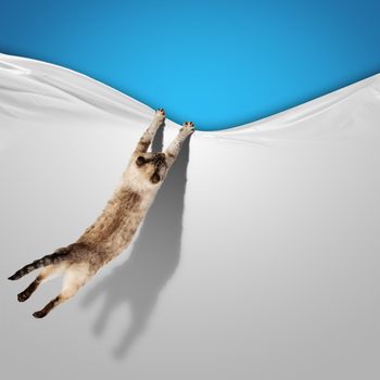 Image of jumping Siamese cat playing with with sheet