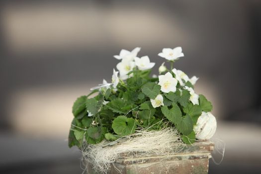 Dainty white violets growing in a container with straw covering the soil, close up view with shallow dof and copyspace