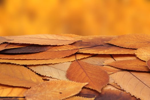 bunch of faded cherry leaves on the ground