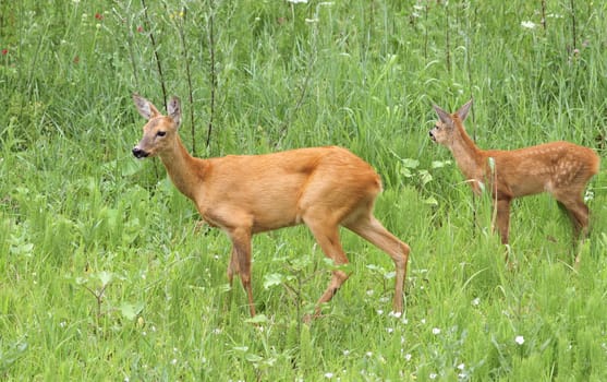 roe deer doe ( capreolus ) and her calf standing in the big summer grass