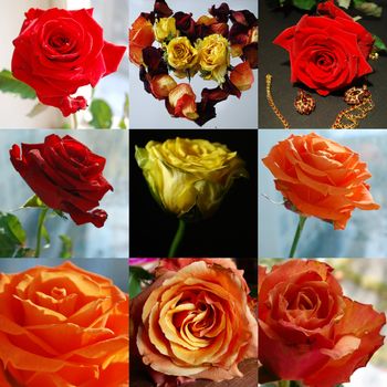 roses collection