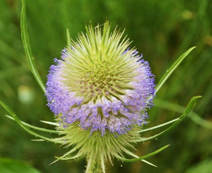Close-up image showing the flower head of the Teasel plant.