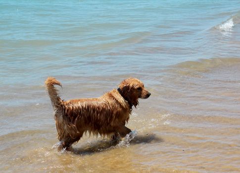 Beautiful pedigree dog on the beach plays in the coastal strip of water.
