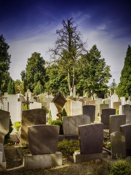Graves in a cemetery with trees in the evening