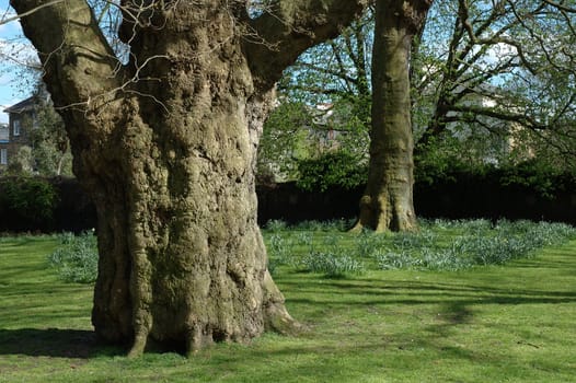Two trees in park in London