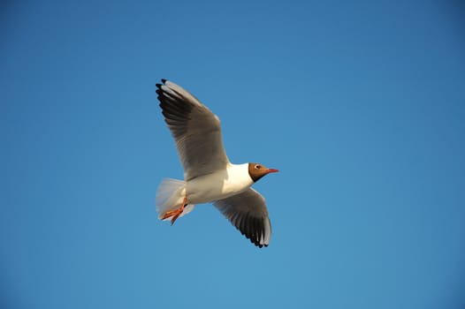 Seagull over baltic sea beach in Poland