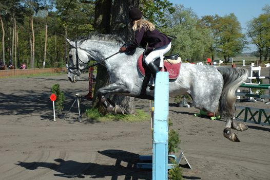 Horse jump contest on 26.04.2009 in Jaszkowo stud in Poland