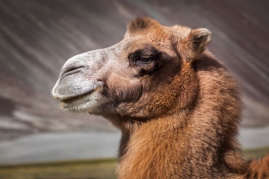 Bactrian camel portrait close up in Himalayas. Hunder village, Nubra Valley, Ladakh, Jammu and Kashmir, India