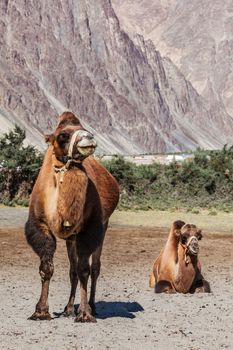 Bactrian camels in Himalayas. Hunder village, Nubra Valley, Ladakh, Jammu and Kashmir, India