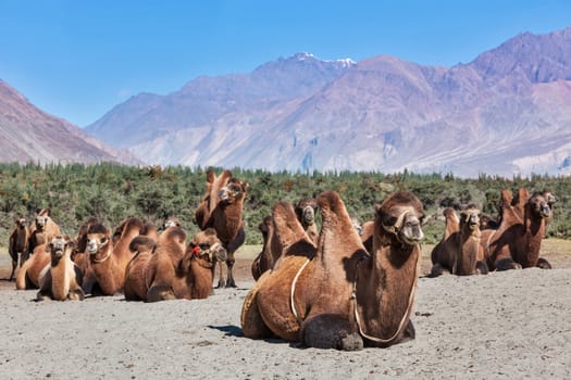 Bactrian camels in Himalayas. Hunder village, Nubra Valley, Ladakh, Jammu and Kashmir, India