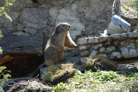Marmot somewhere in Alps in Switzerland
