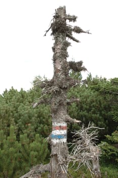 Trail signs on tree in Karkonosze mountains on Poland / Czech Republic border