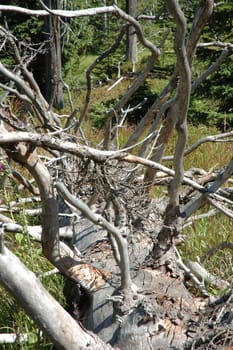 Trunk of old withered tree somewhere in Karkonosze mountains in Poland