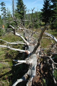 Trunk of old withered tree somewhere in Karkonosze mountains in Poland