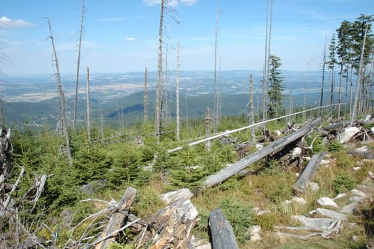 Withered trees on trail in Karkonosze mountains in Poland